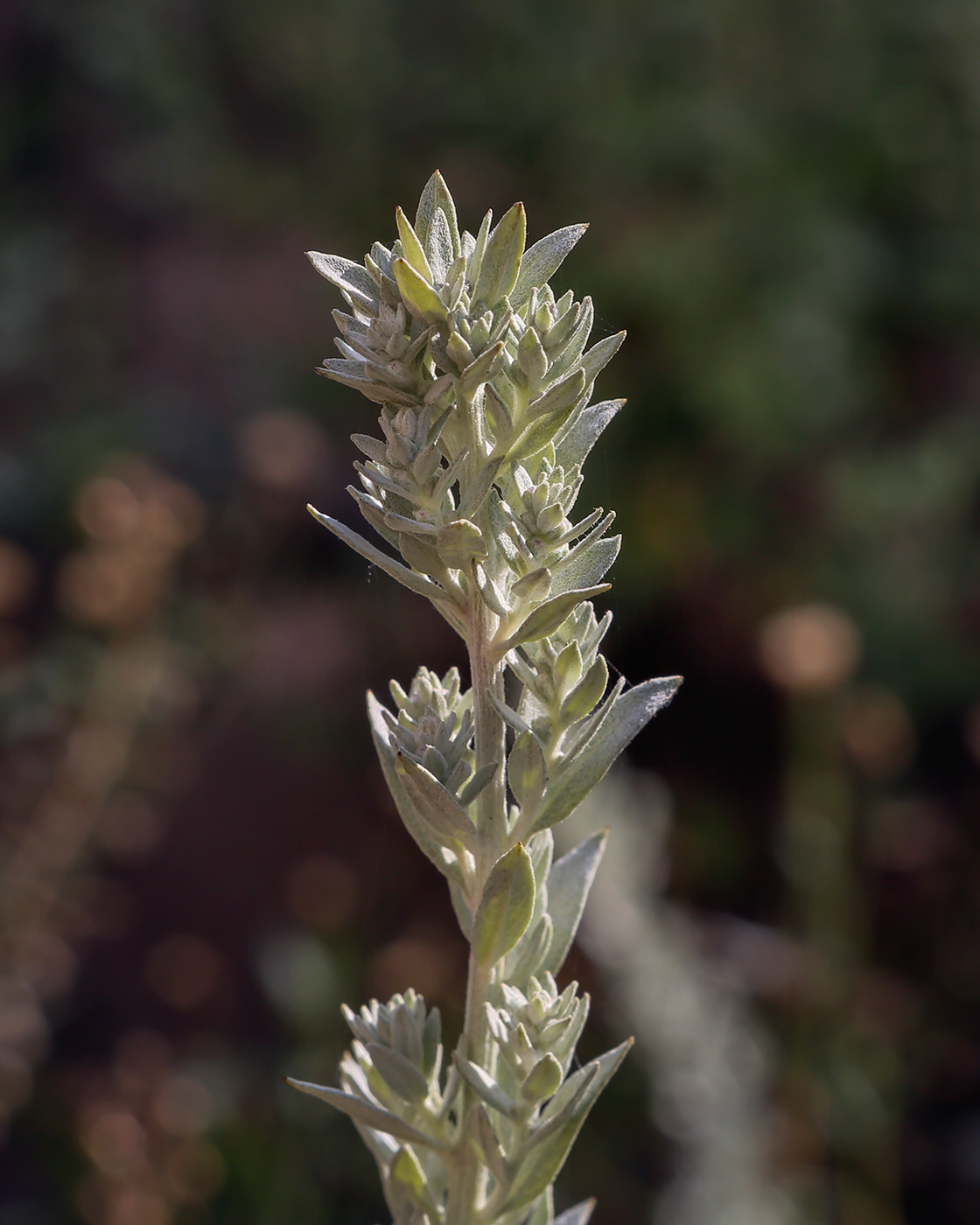 Image of Artemisia ludoviciana specimen.