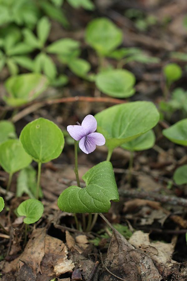 Image of Viola palustris specimen.