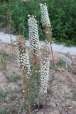 View full-size image Eremurus ambigens