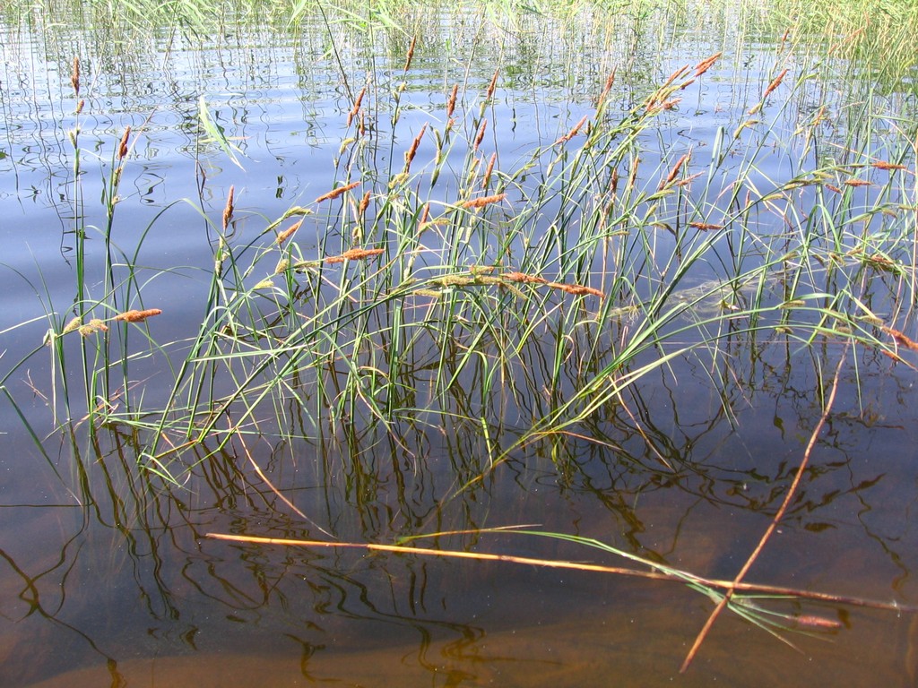 Image of genus Carex specimen.