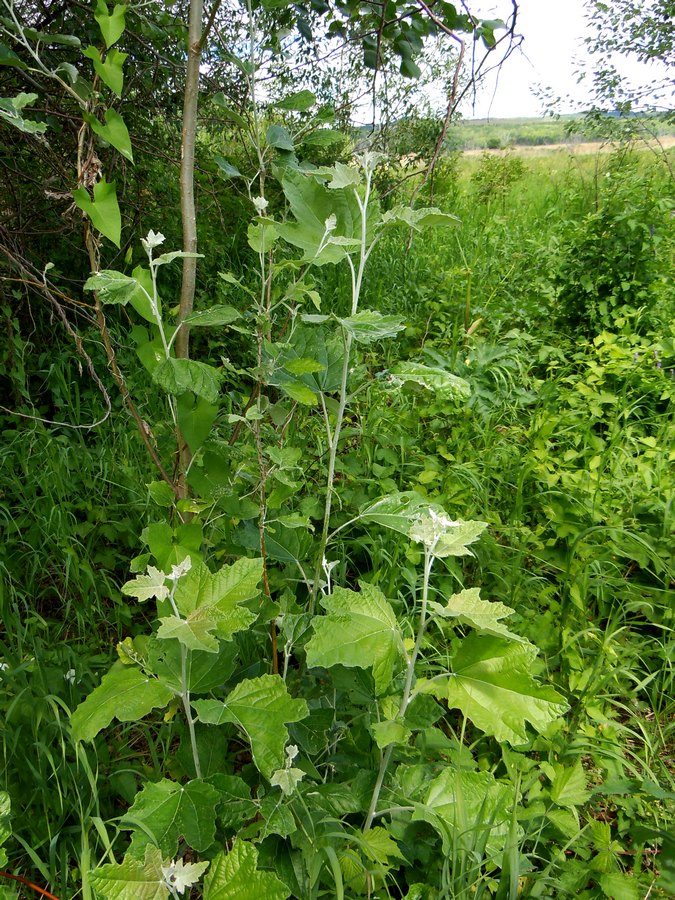 Изображение особи Populus &times; canescens.