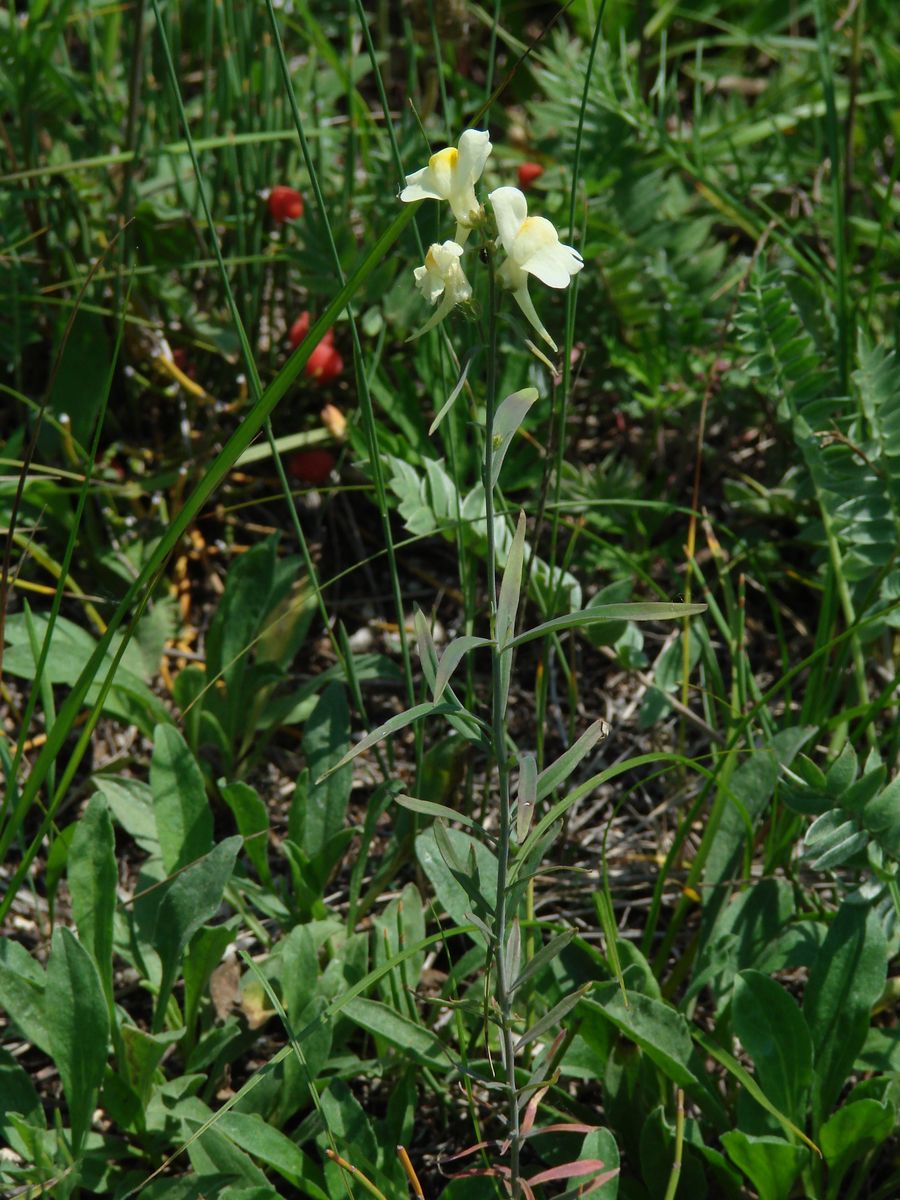 Image of Linaria melampyroides specimen.