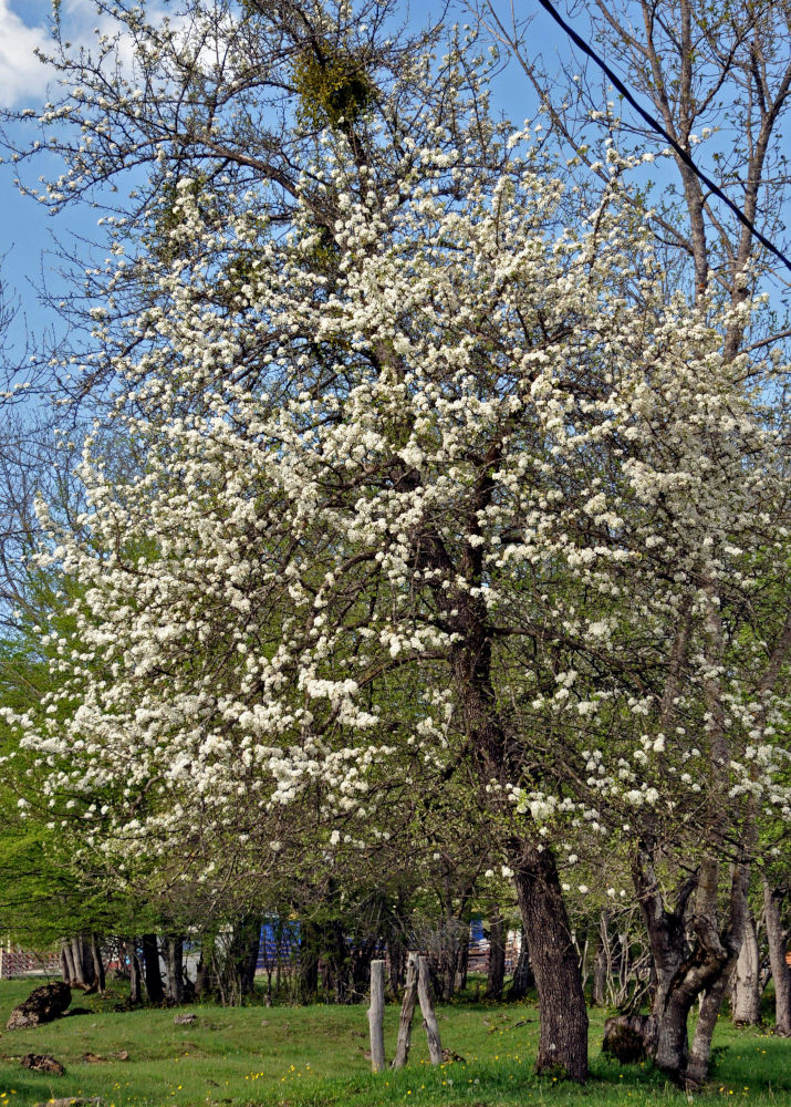 Image of genus Pyrus specimen.