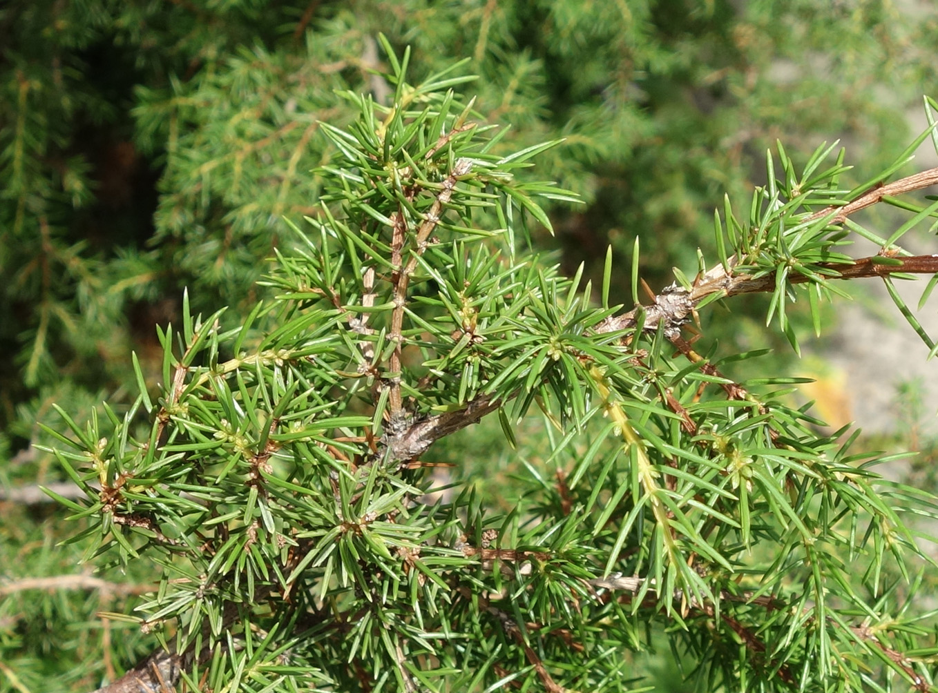 Изображение особи род Juniperus.