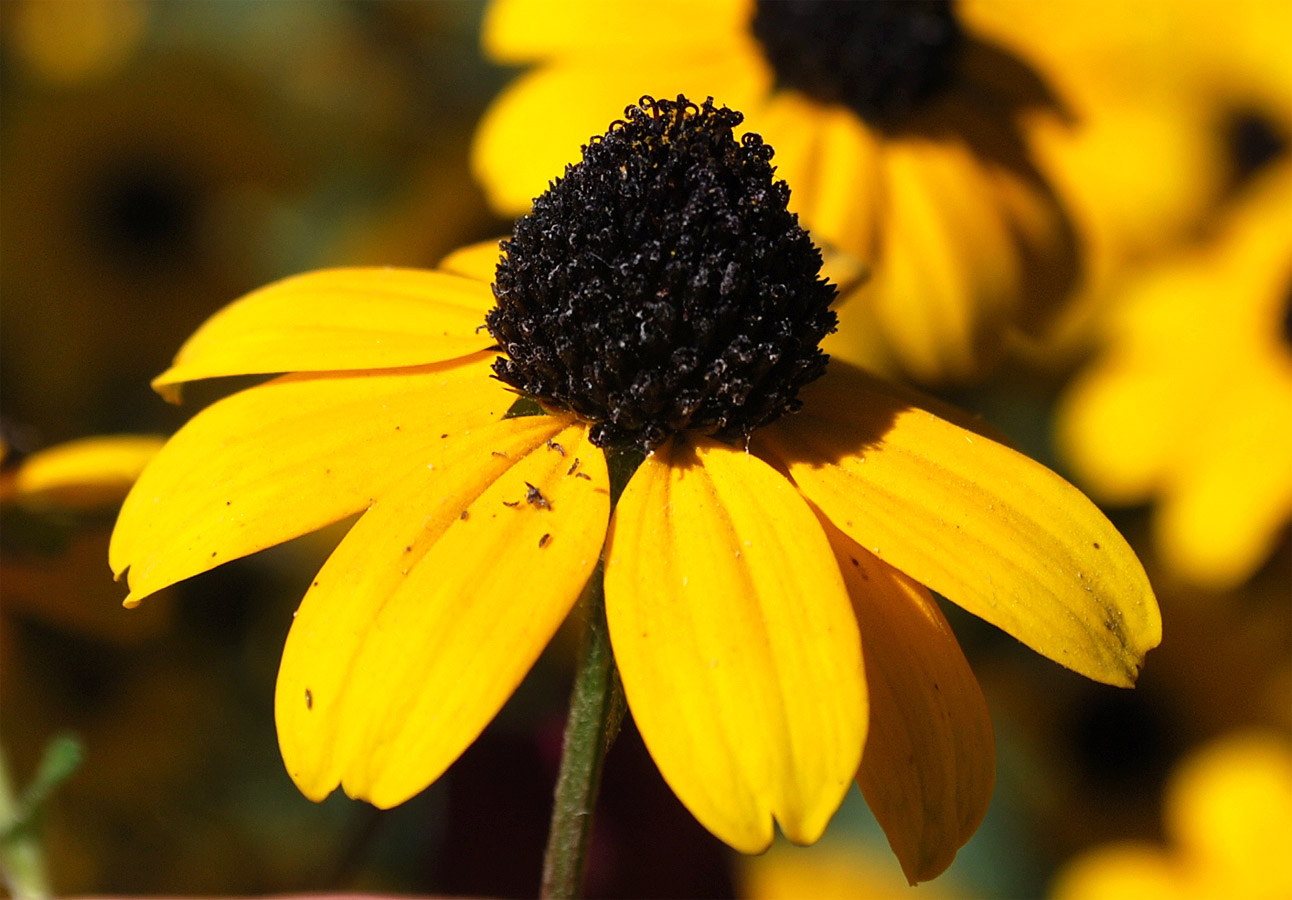 Изображение особи Rudbeckia triloba.