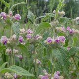 Смотреть изображение Phlomis taurica