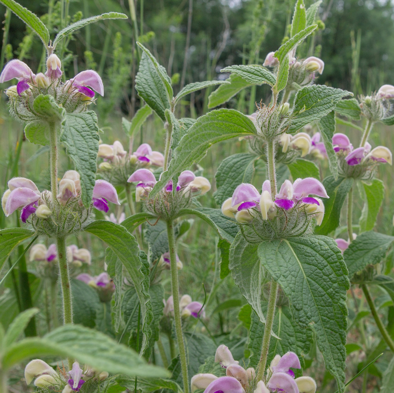 Image of Phlomis taurica specimen.