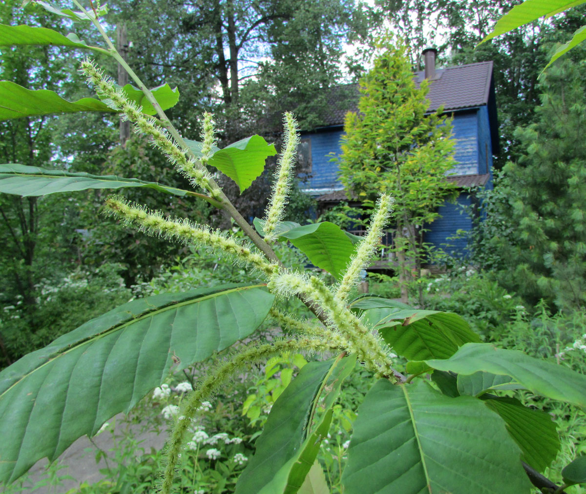 Image of Castanea sativa specimen.