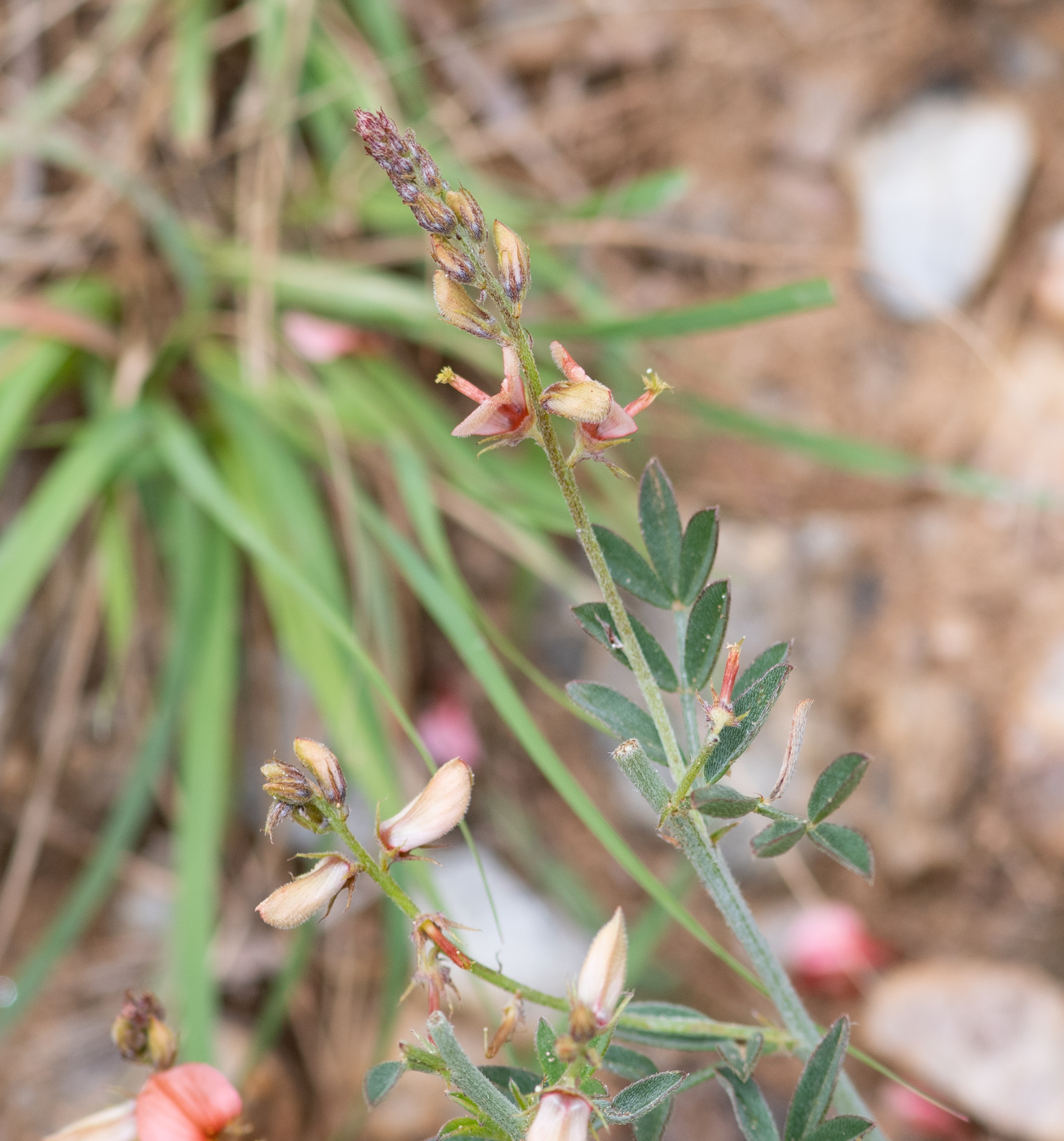 Image of Indigofera heterotricha specimen.