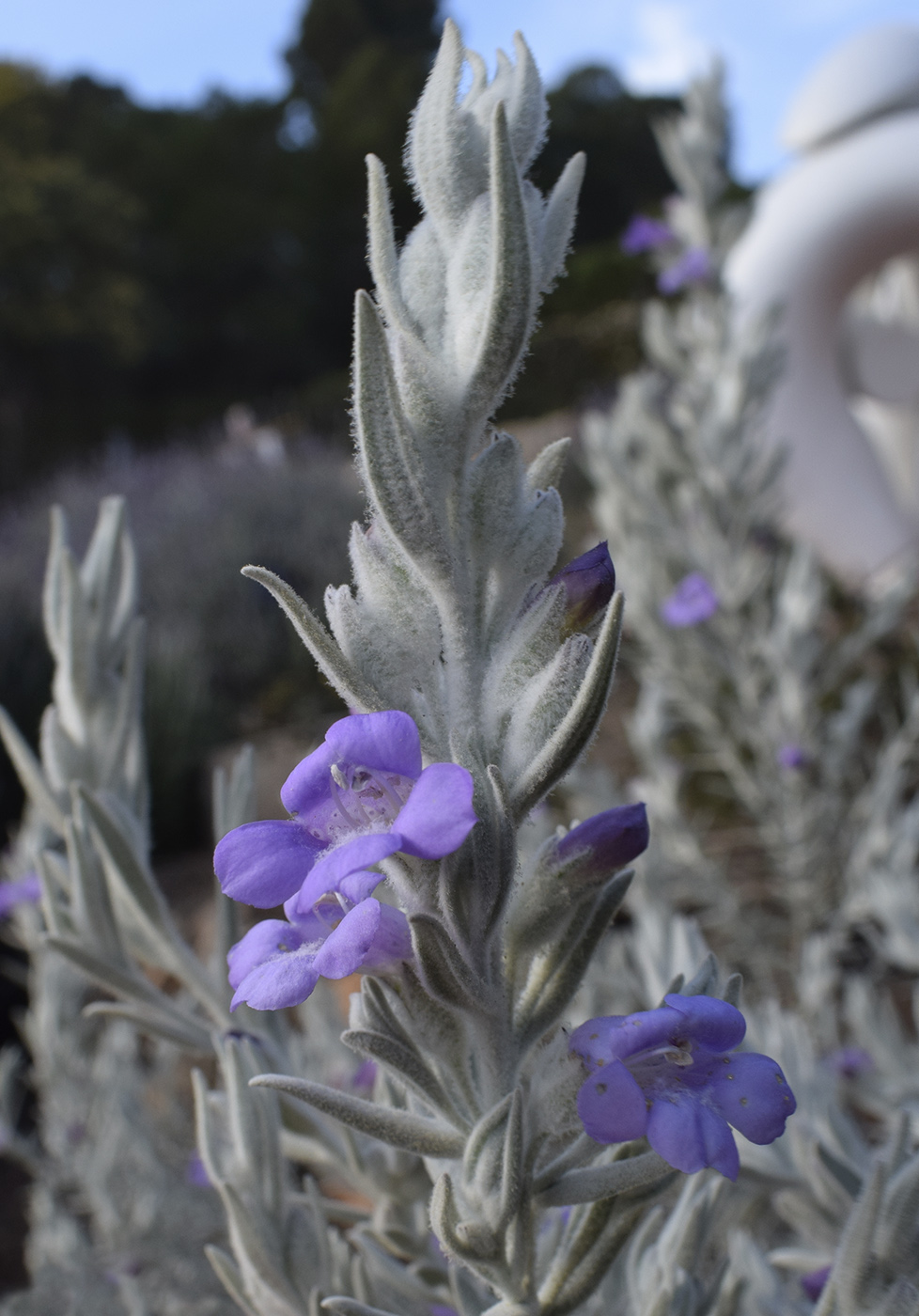 Изображение особи Eremophila nivea.