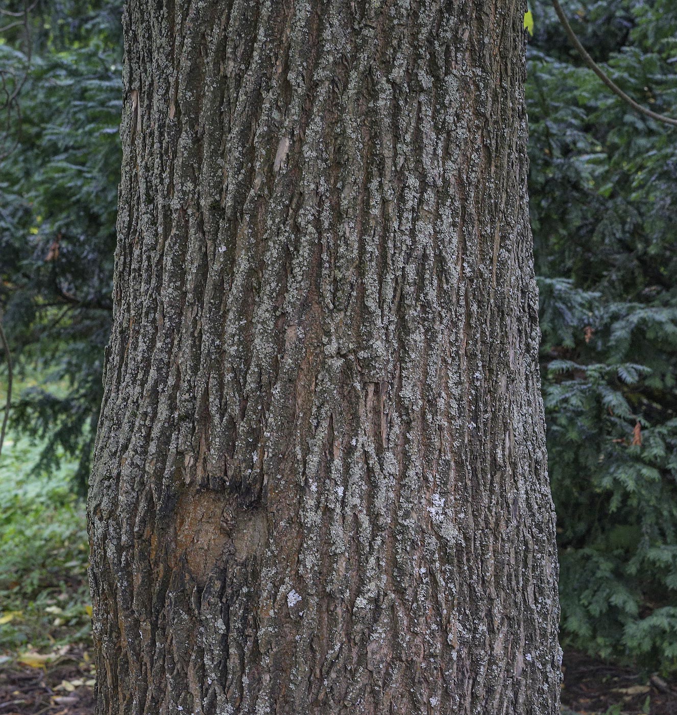 Изображение особи Fraxinus pennsylvanica.