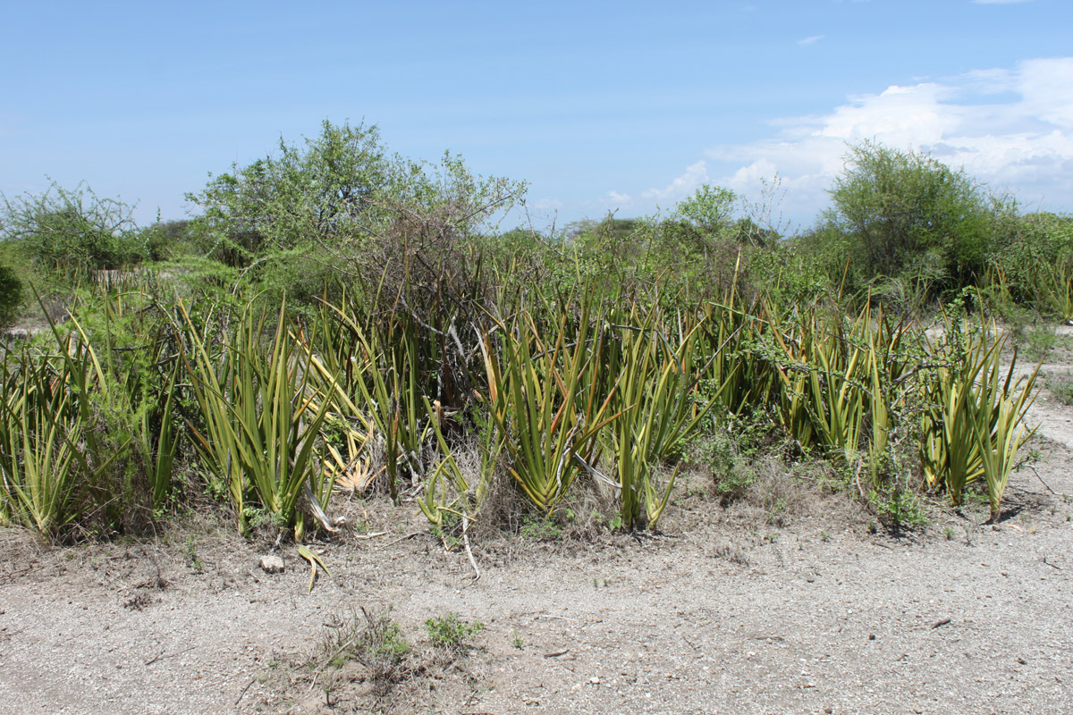 Image of Sansevieria ehrenbergii specimen.