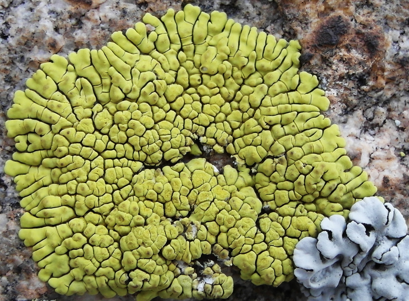 Image of Pleopsidium flavum specimen.