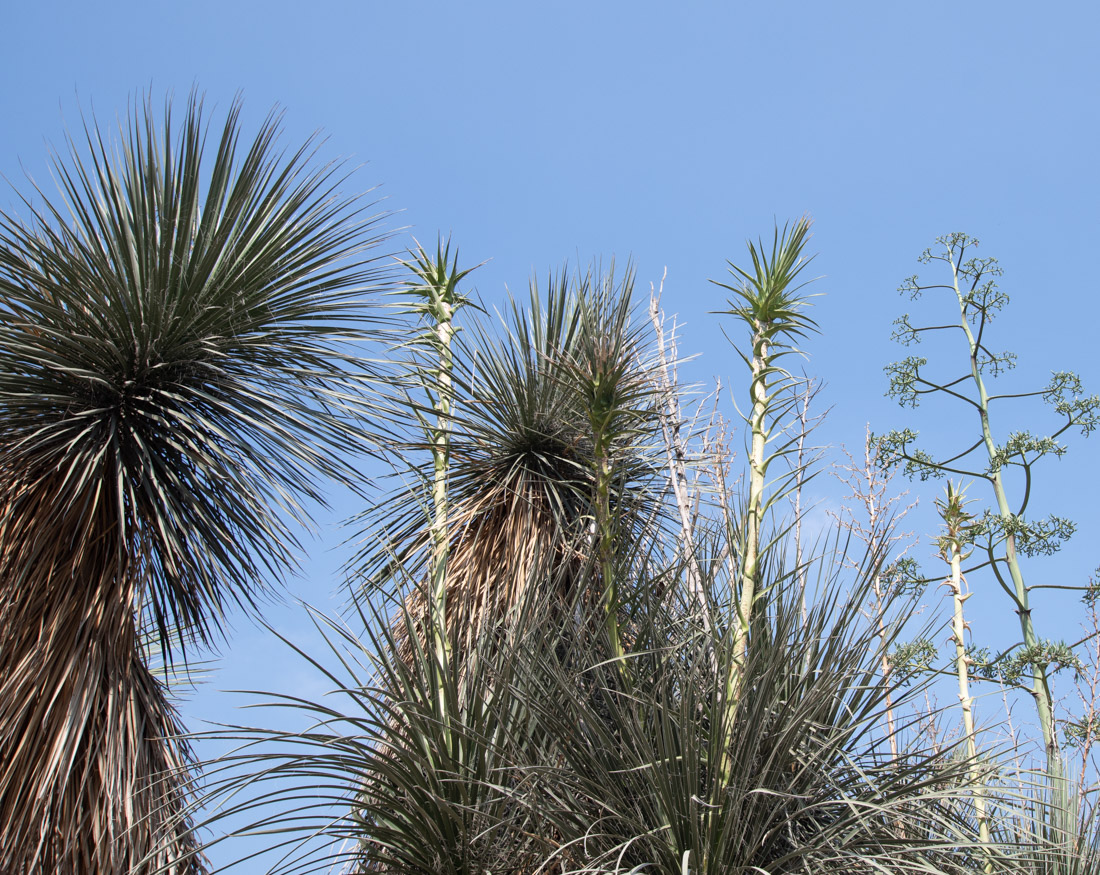 Изображение особи Yucca elata.