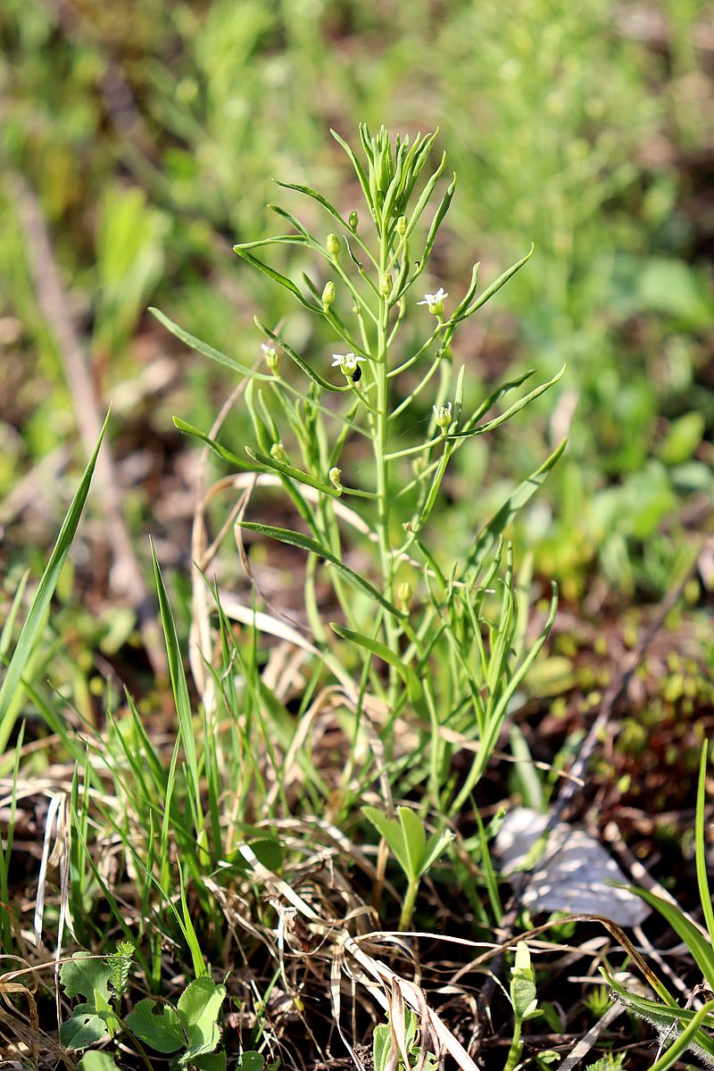 Image of Thesium ebracteatum specimen.