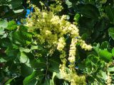 View full-size image Harpullia pendula