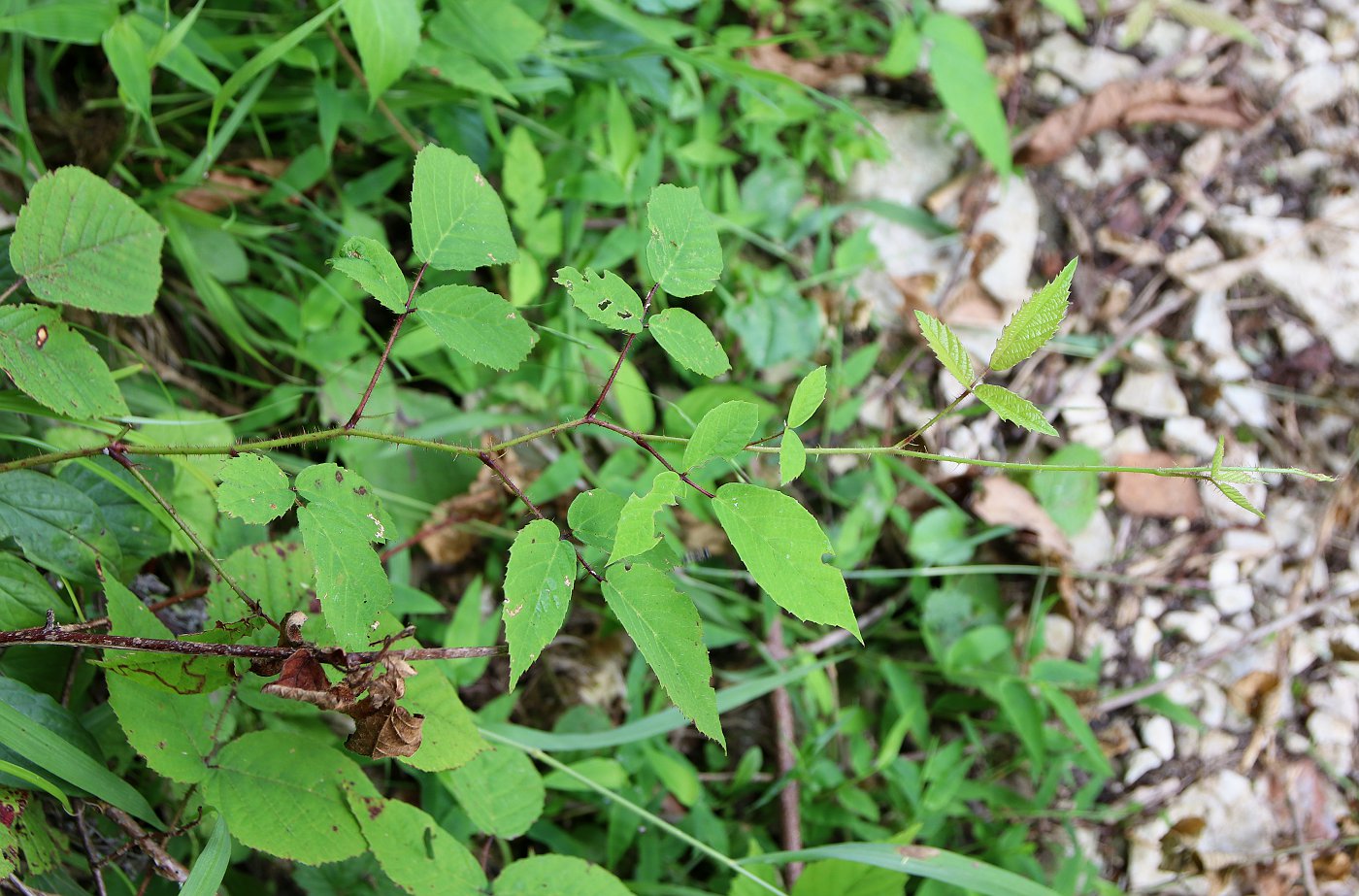 Изображение особи Rubus hirtus.