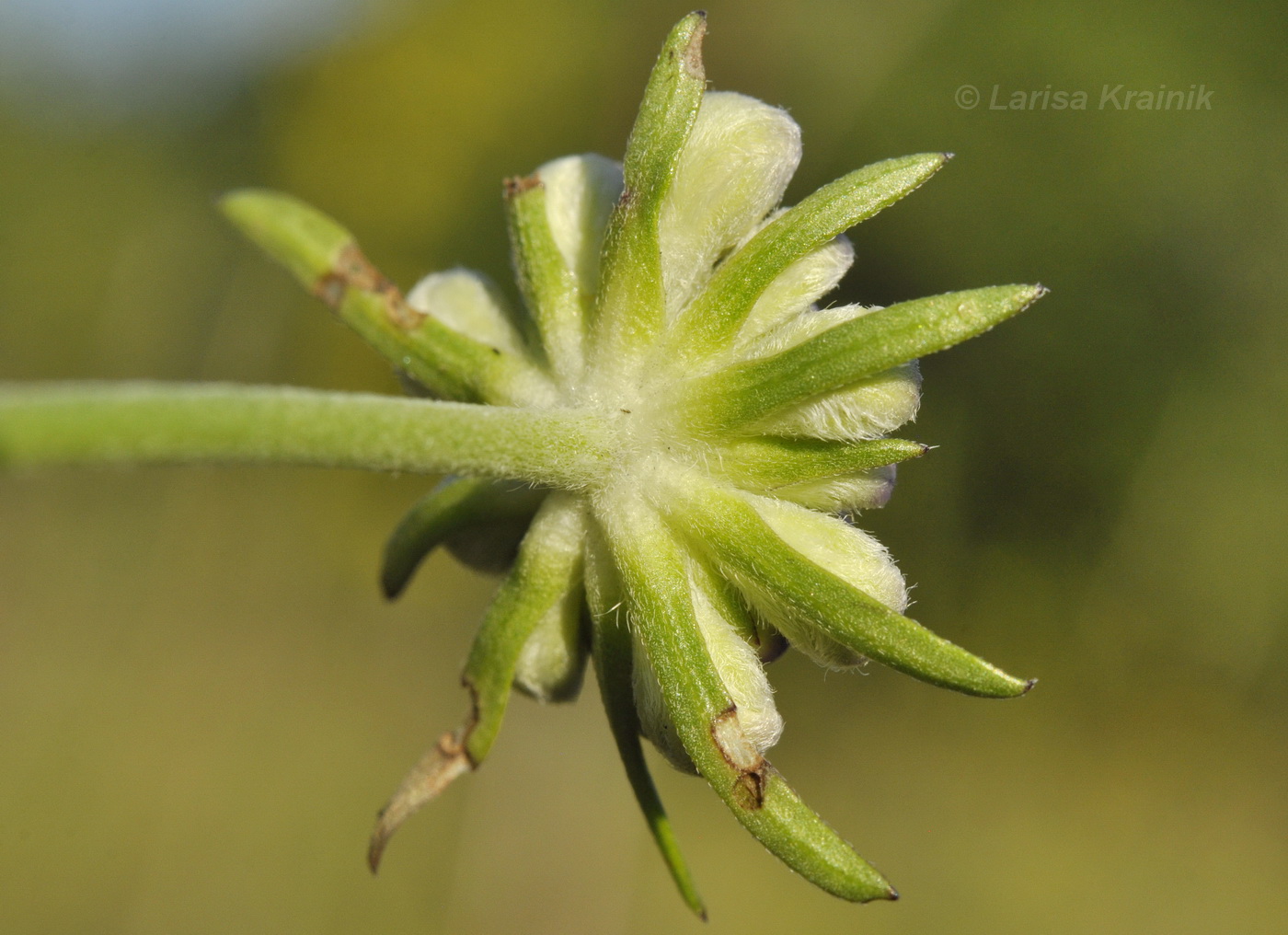 Image of Scabiosa lachnophylla specimen.