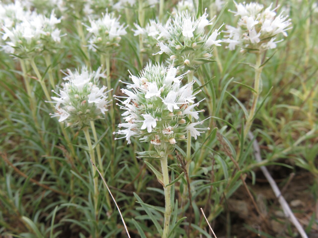 Image of Thymus atticus specimen.