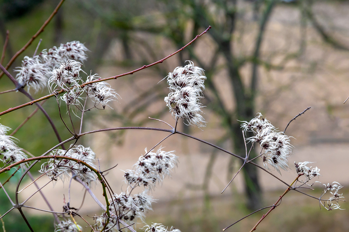 Image of genus Clematis specimen.