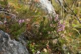 Calluna vulgaris. Запоздало цветущее растение. Мурманская обл., окр. г. Заозёрск, высота 314.9, скалистый южный склон, берёзовое мелколесье. 21.09.2021.