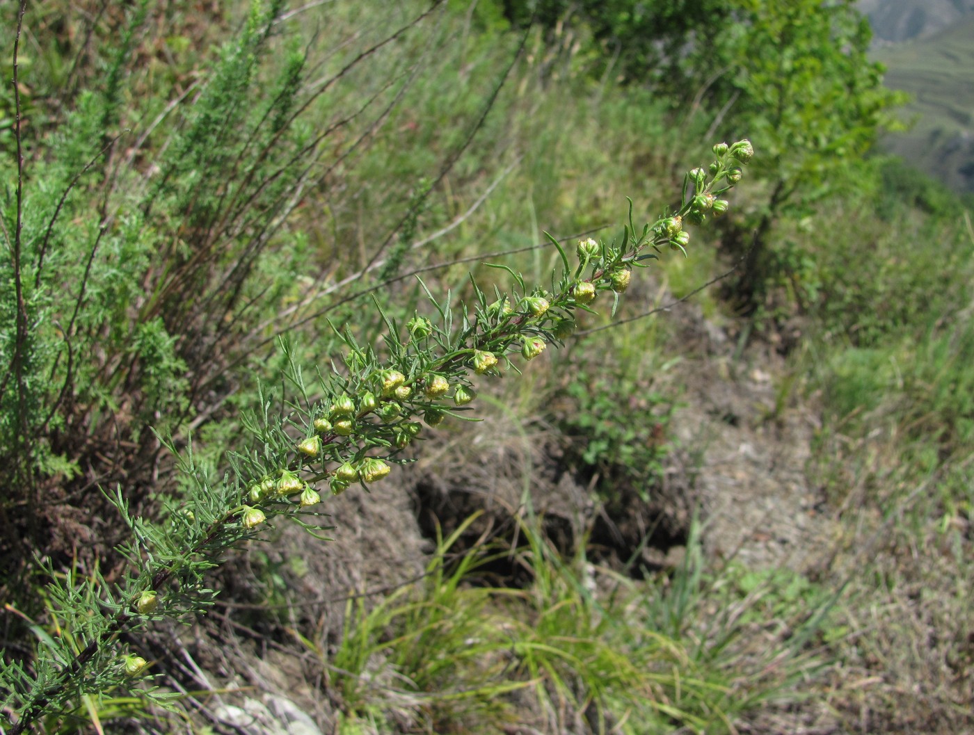 Изображение особи Artemisia chamaemelifolia.