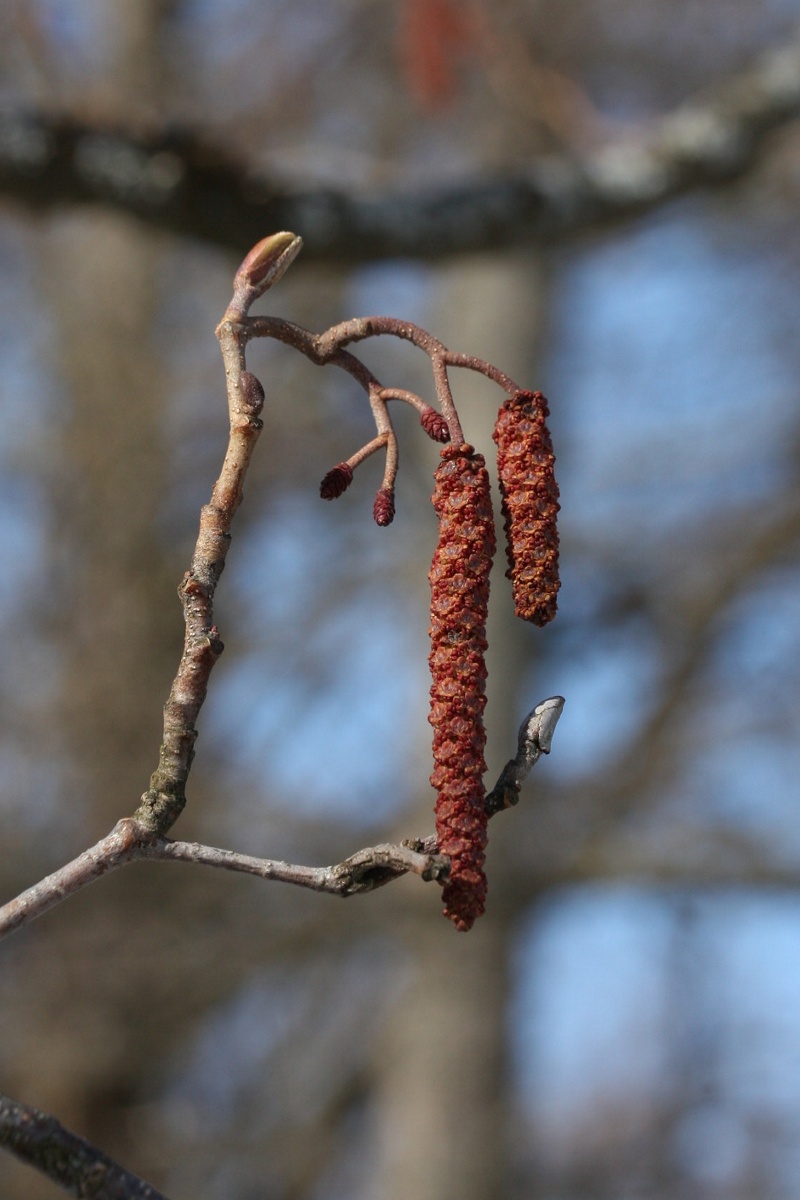 Image of Alnus glutinosa specimen.