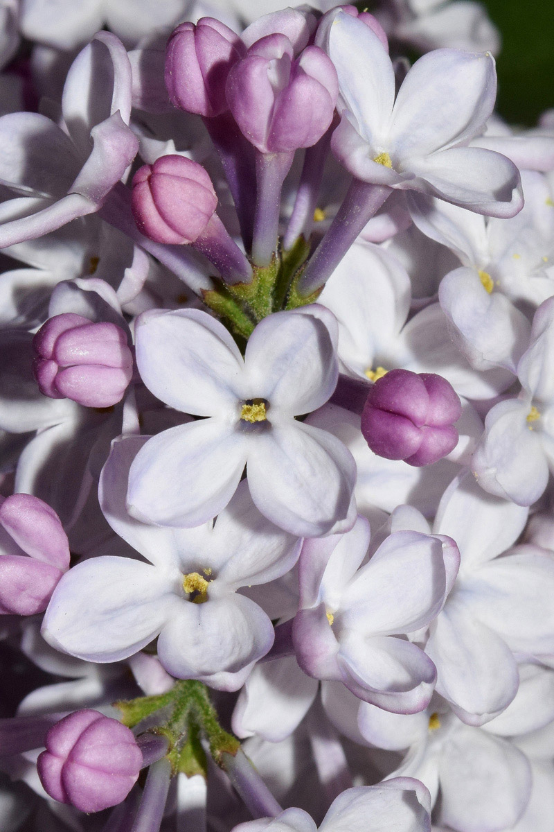 Image of Syringa vulgaris specimen.