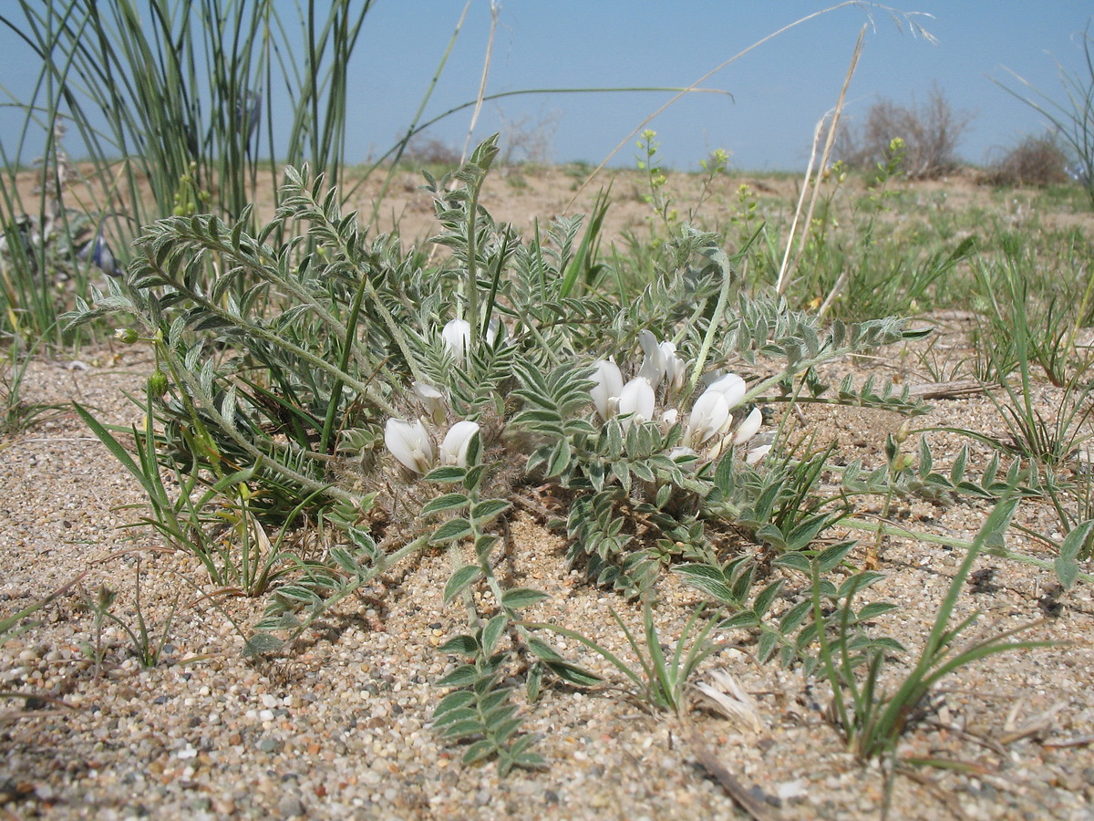 Image of Astragalus scabrisetus specimen.