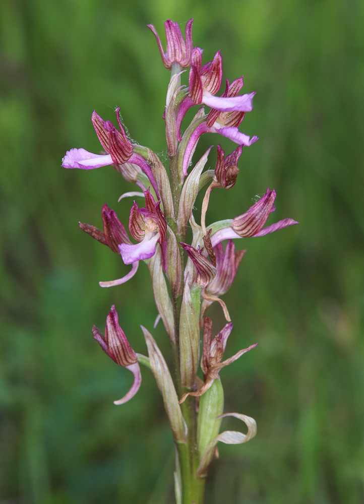 Image of Anacamptis papilionacea ssp. schirwanica specimen.