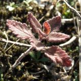 Teucrium chamaedrys. Побег. Краснодарский край, станица Должанская, коса Долгая. 03.11.2010.