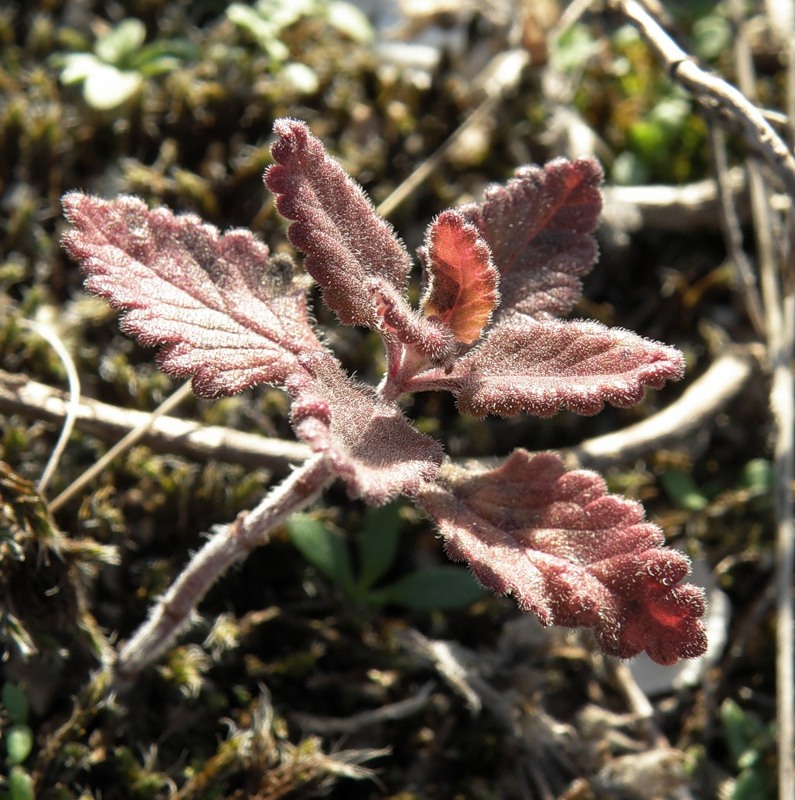 Image of Teucrium chamaedrys specimen.