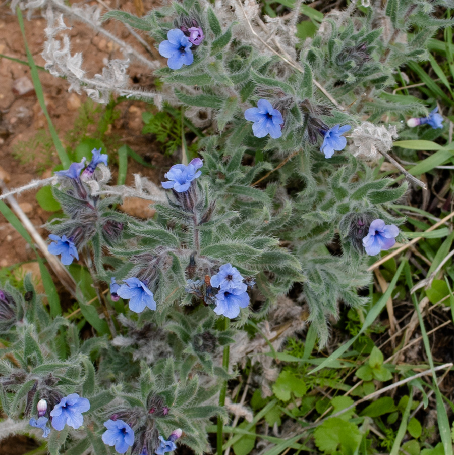 Image of Alkanna strigosa specimen.