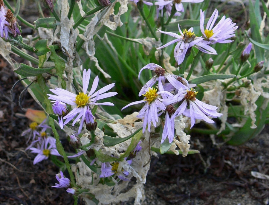 Image of Tripolium pannonicum ssp. tripolium specimen.