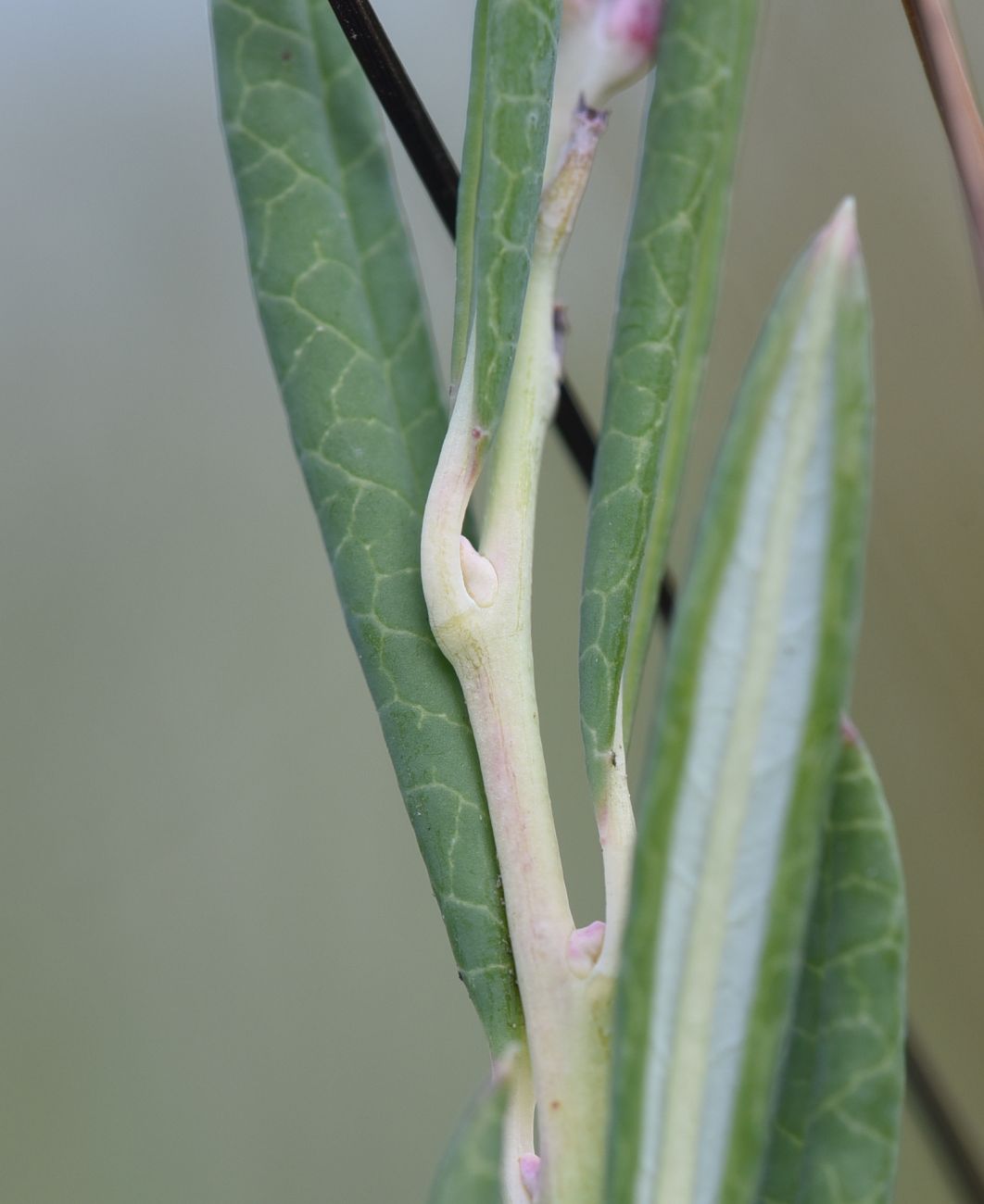 Image of Andromeda polifolia specimen.