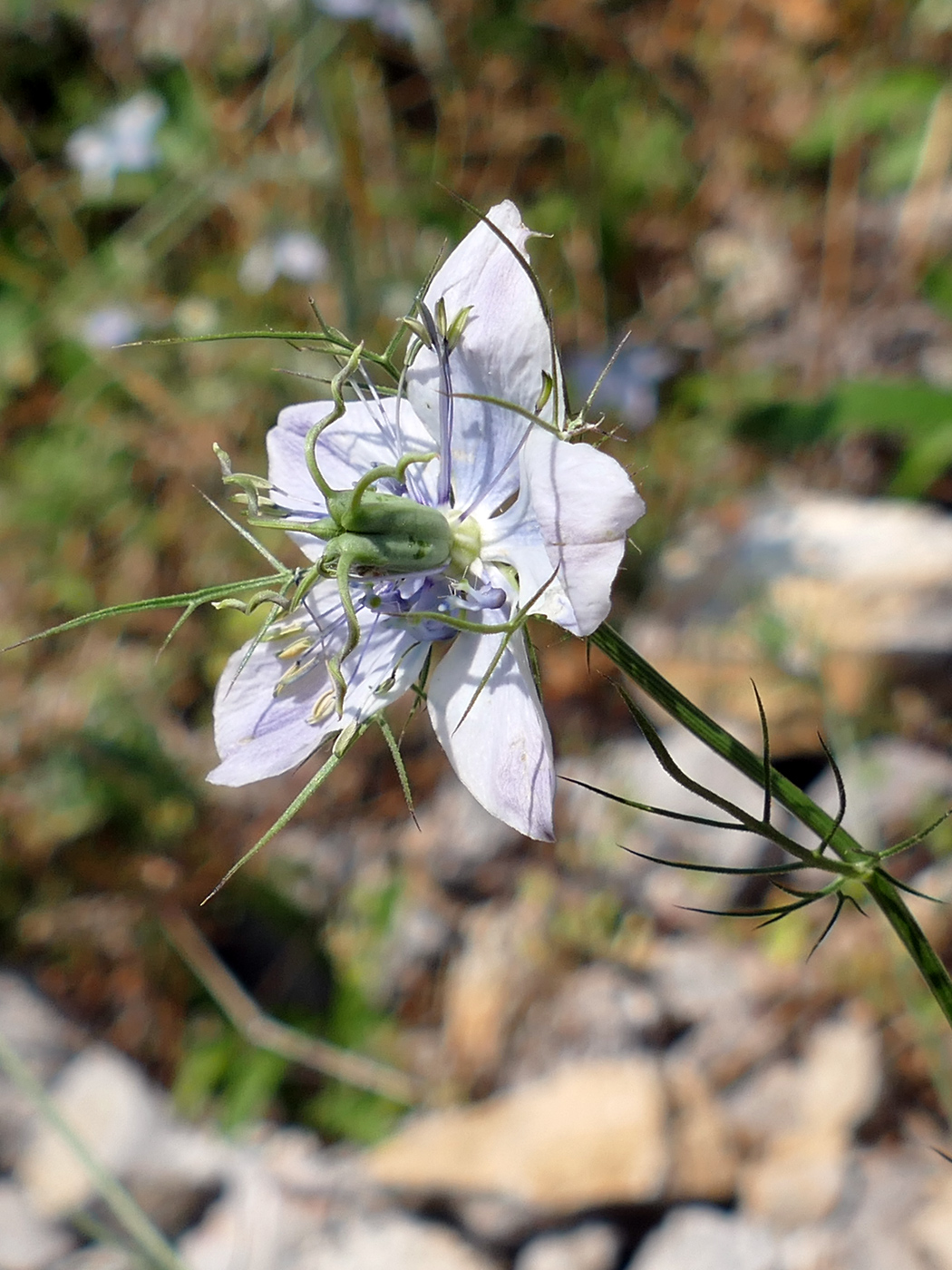 Изображение особи Nigella elata.