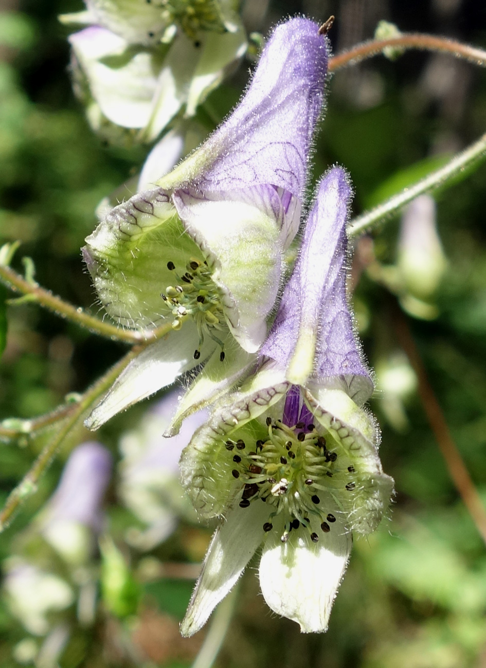 Image of Aconitum stoloniferum specimen.