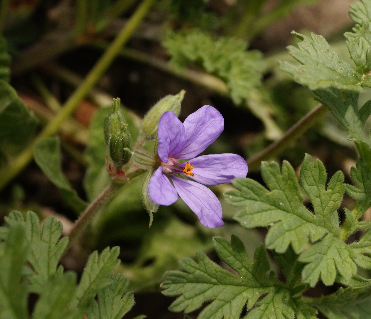 Изображение особи Erodium ciconium.