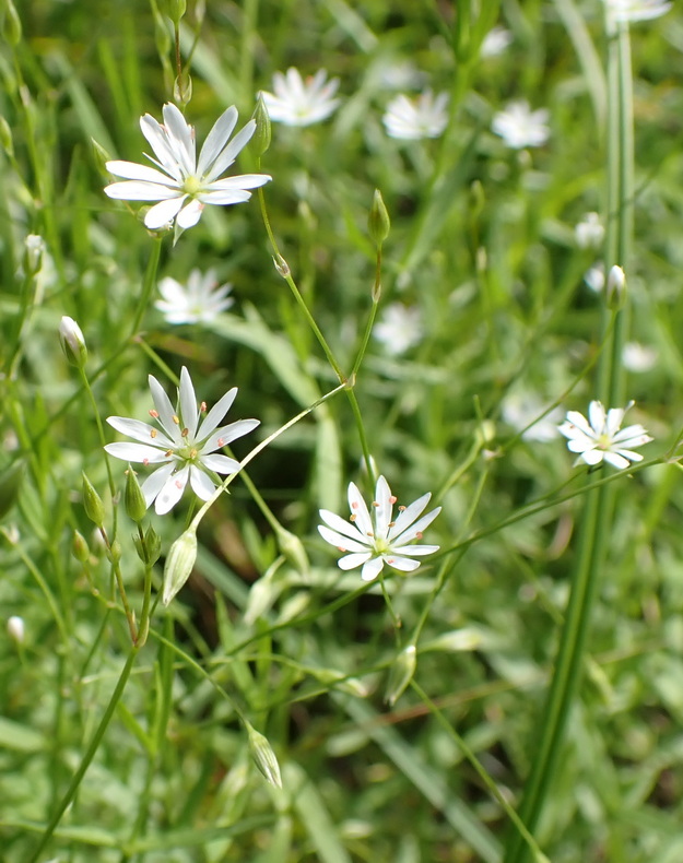 Изображение особи Stellaria filicaulis.