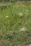 Parnassia palustris. Цветущее и плодоносящее растение на сыром лугу. Мурманская обл., Кандалакшский р-н, окр. с. Ковда у дамбы; лев. берег р. Ковда между эстуарием и небольшим озерком, периодически заливаемый(?) низкотравный луг. 05.08.2022.