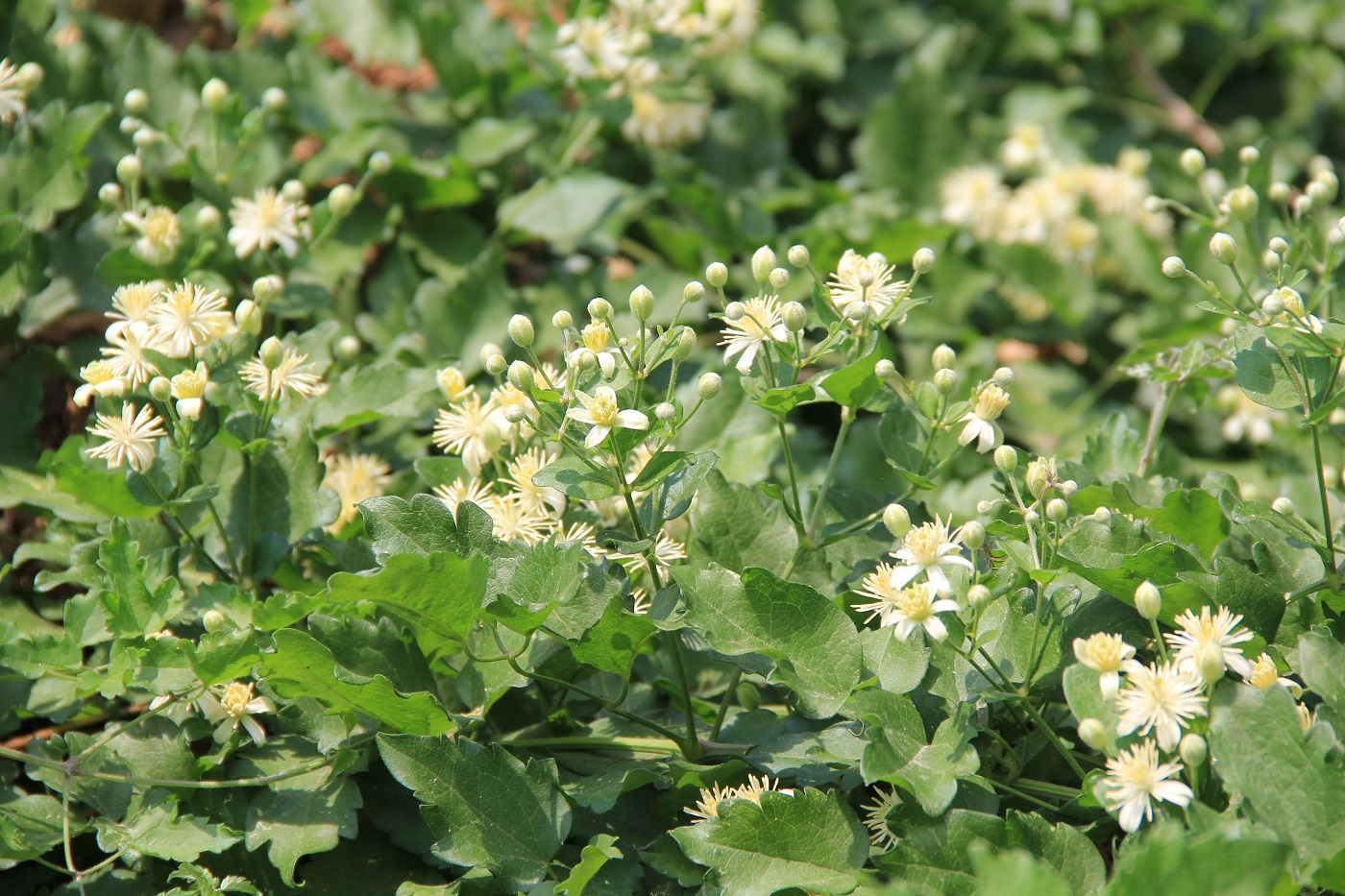 Image of Clematis vitalba specimen.