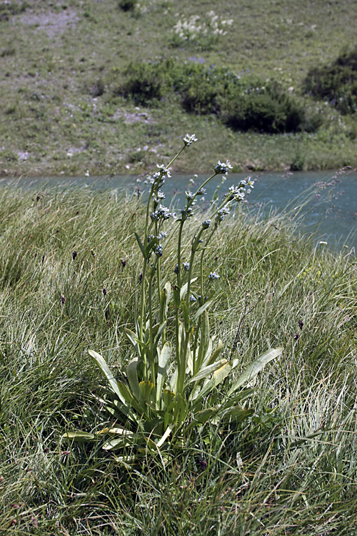 Изображение особи Swertia variabilis.