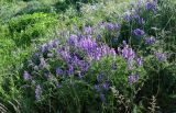 Vicia tenuifolia. Цветущие растения. Армения, обл. Гегаркуник, берег оз. Севан, окр. с. Норашен, ≈ 1900 м н.у.м., луг. 21.06.2022.