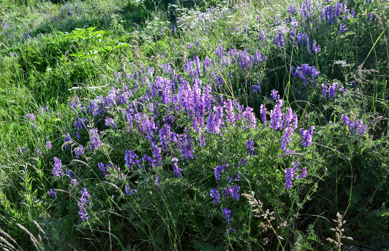 Изображение особи Vicia tenuifolia.