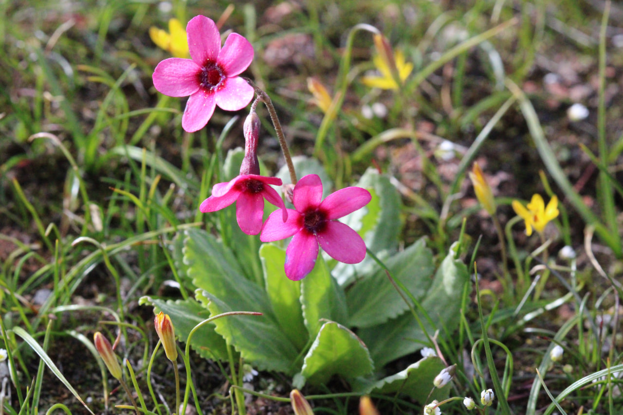 Изображение особи Primula fedtschenkoi.