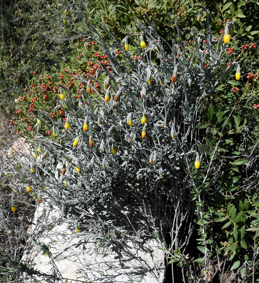 Image of Onosma fruticosa specimen.