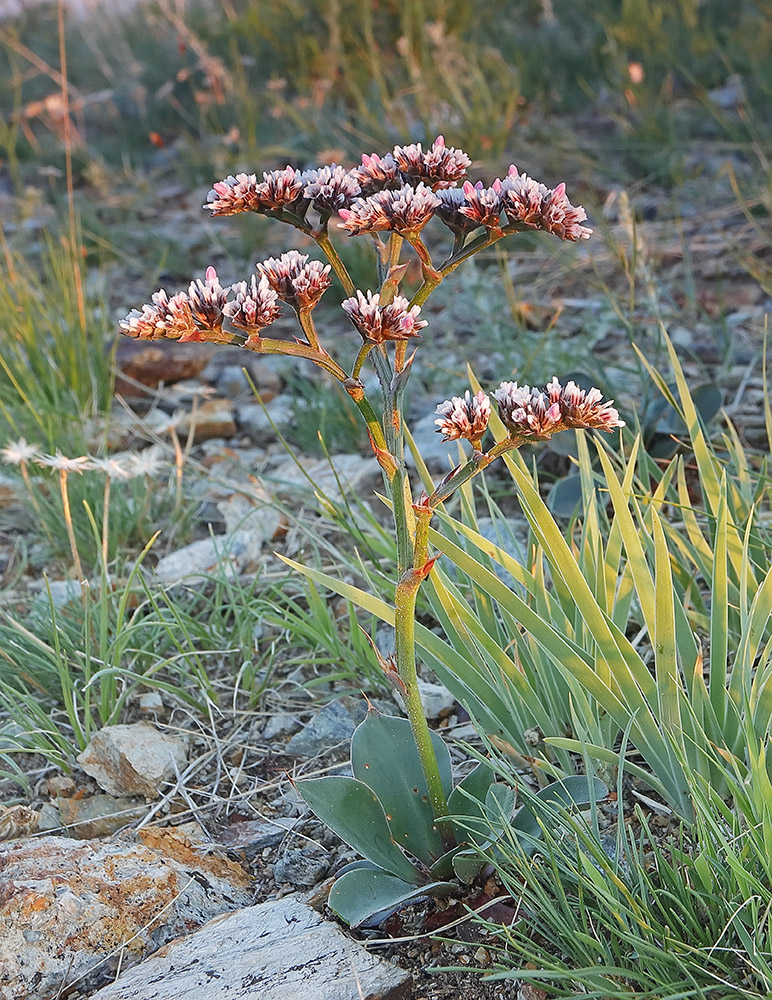 Изображение особи Goniolimon speciosum.