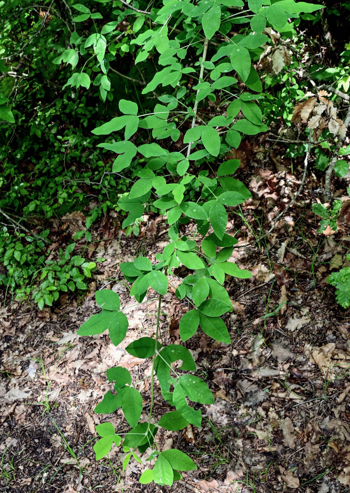 Image of Laburnum anagyroides specimen.