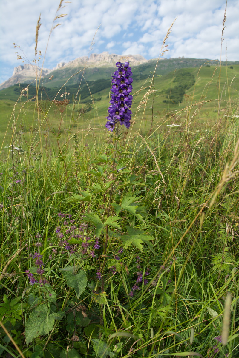 Image of genus Delphinium specimen.