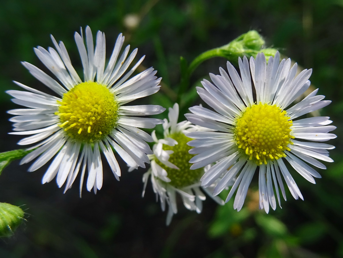 Изображение особи род Erigeron.